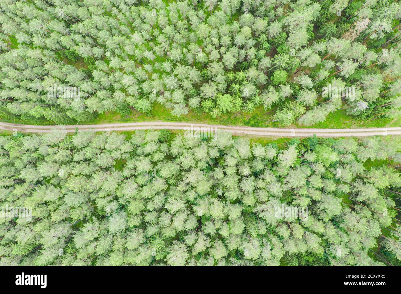 Empty road through green forest top down aerial view Stock Photo