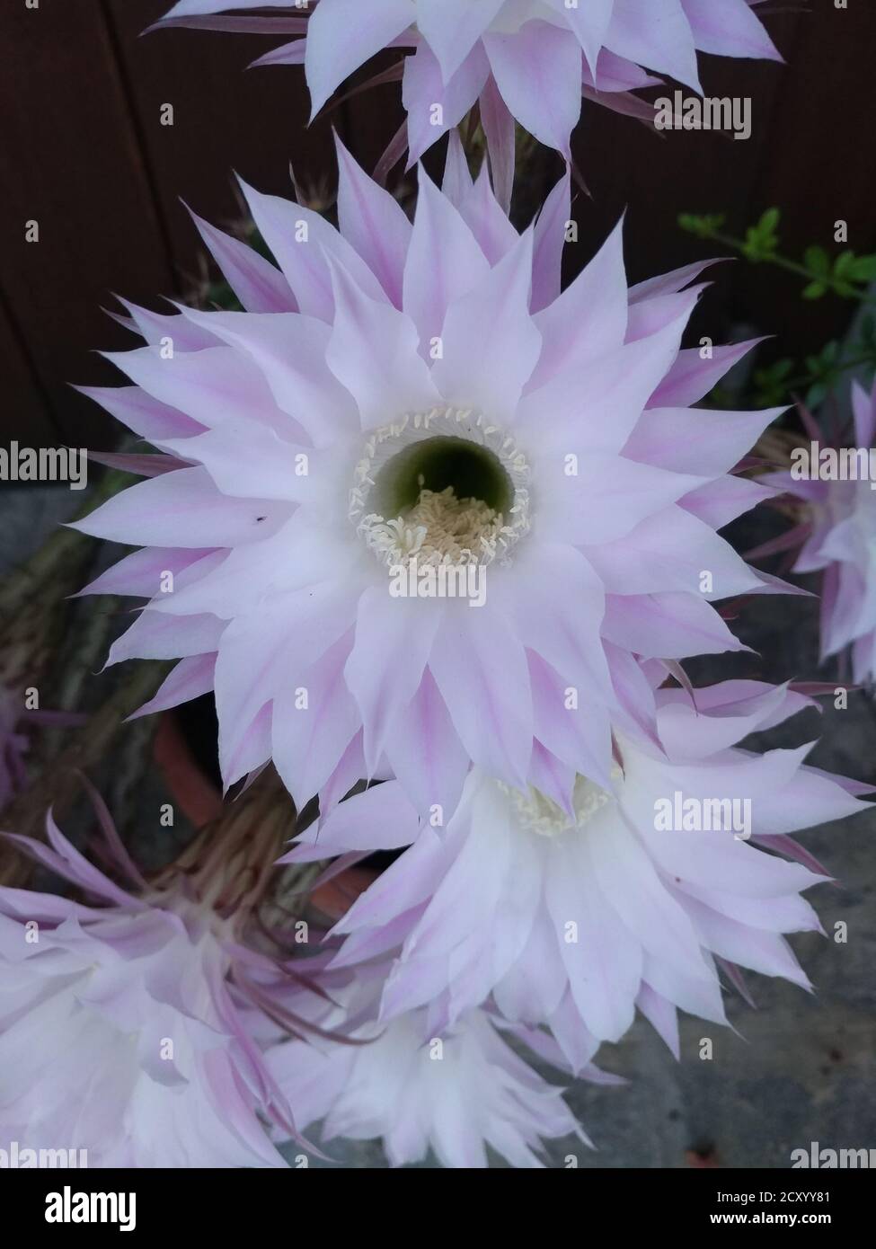 Night-blooming cereus cactus flower sympathy card
