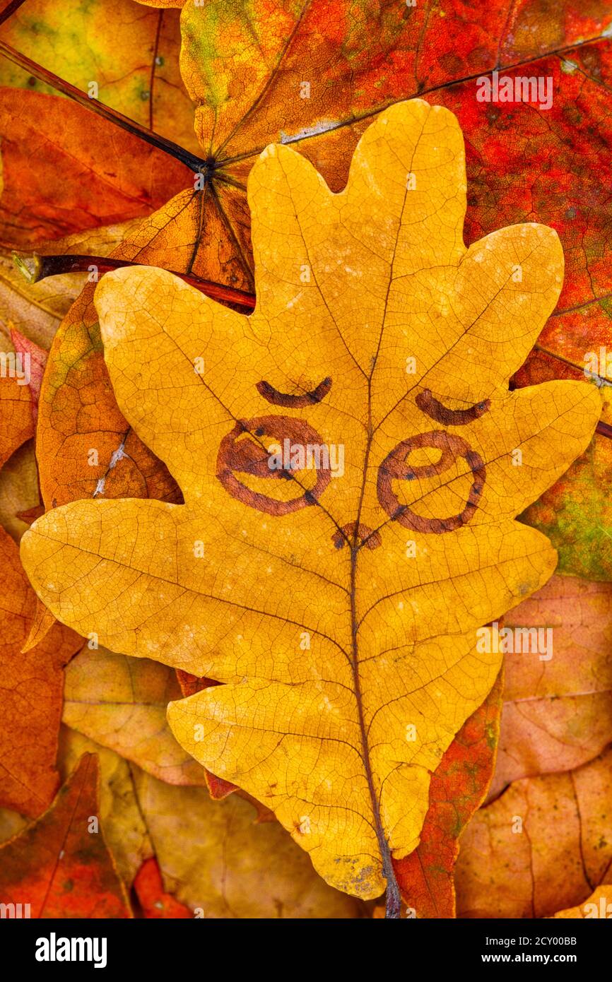 funny face on an autumn leaf lies on a pile of leaves Stock Photo - Alamy