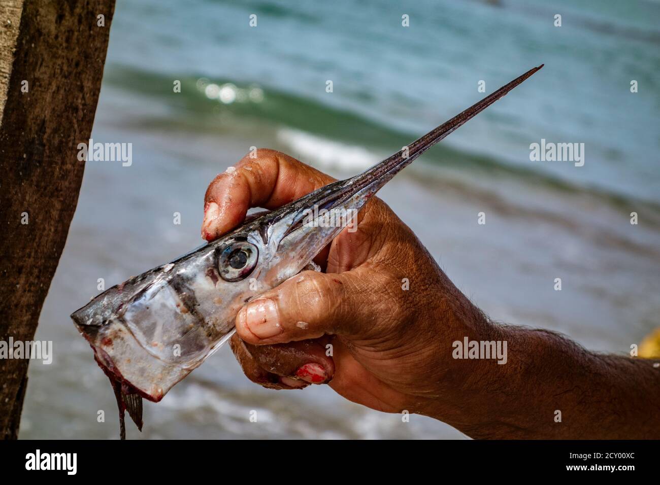 A fisherman holds the removed head of a needle-nose fish he has just caught Stock Photo
