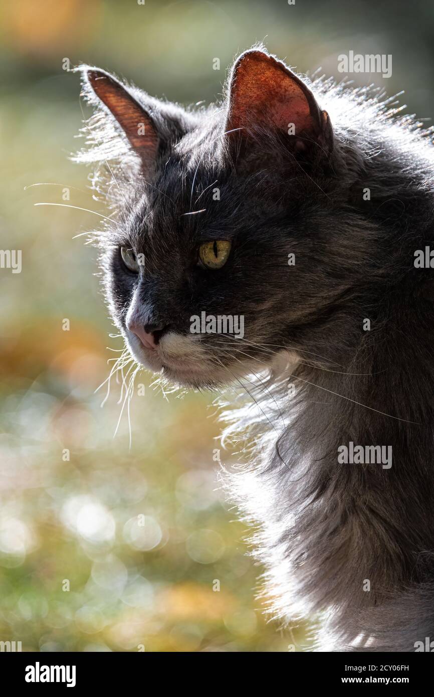 Portrait of a House Cat (Felis catus Stock Photo - Alamy