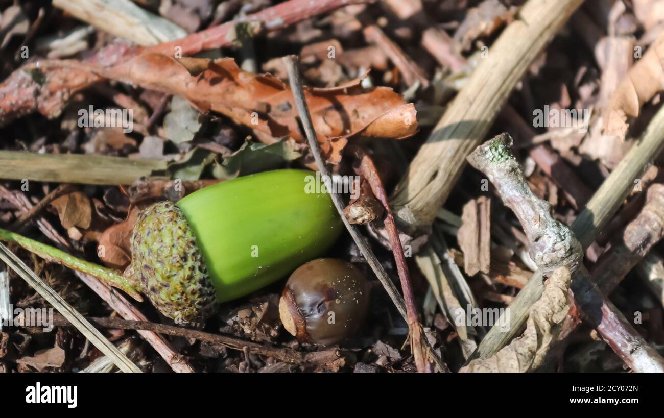 Acorns on ground hi-res stock photography and images - Alamy