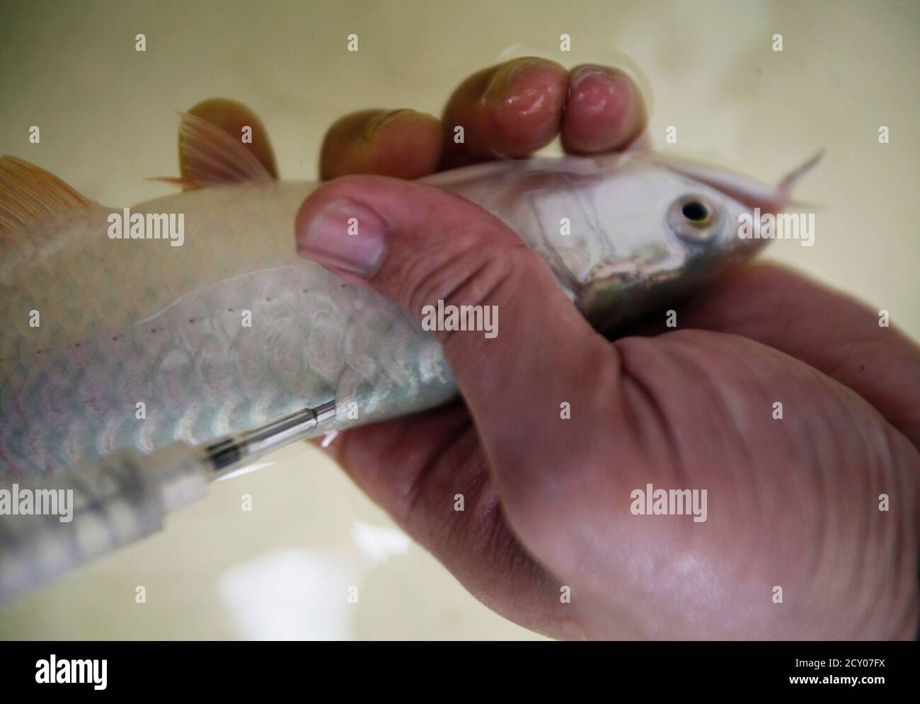 Shiny Scales High Resolution Stock Photography And Images Alamy