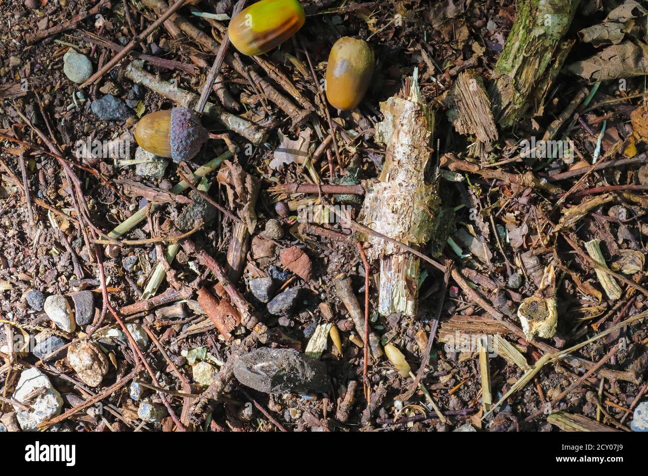 Acorns on ground hi-res stock photography and images - Alamy