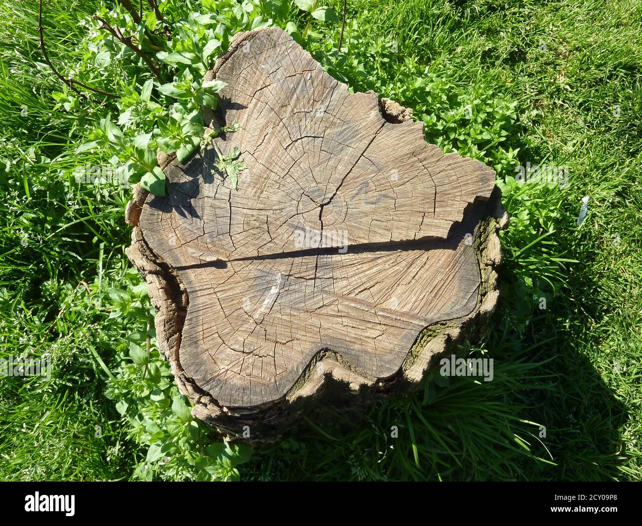 wooden trunk cut in the grass, with roots in the grass. High quality photo Stock Photo