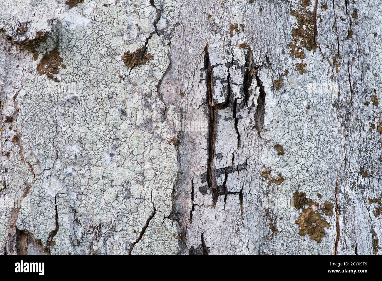 Lichen patterns on a bark of a maple tree in Velka Fatra national park, Slovakia. Stock Photo