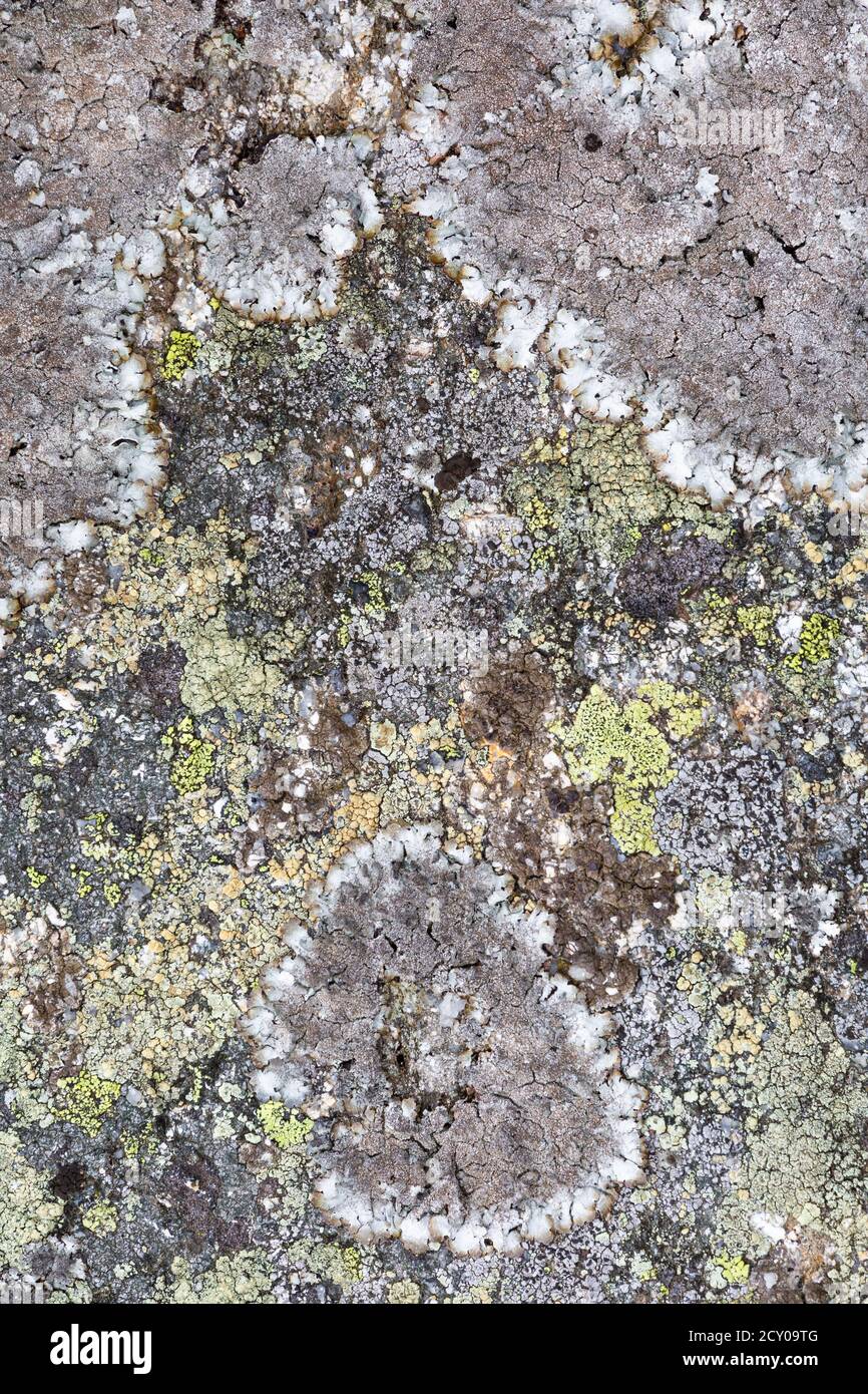 Lichen patterns in Mala Fatra national park, Slovakia Stock Photo - Alamy