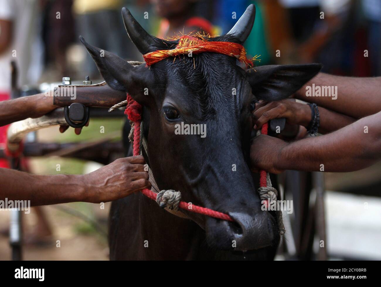 Men hold onto the harness of a bull before the start of a bullock cart race  as part of traditional festival games to celebrate the Sinhala, Hindu and  Tamil New Year in