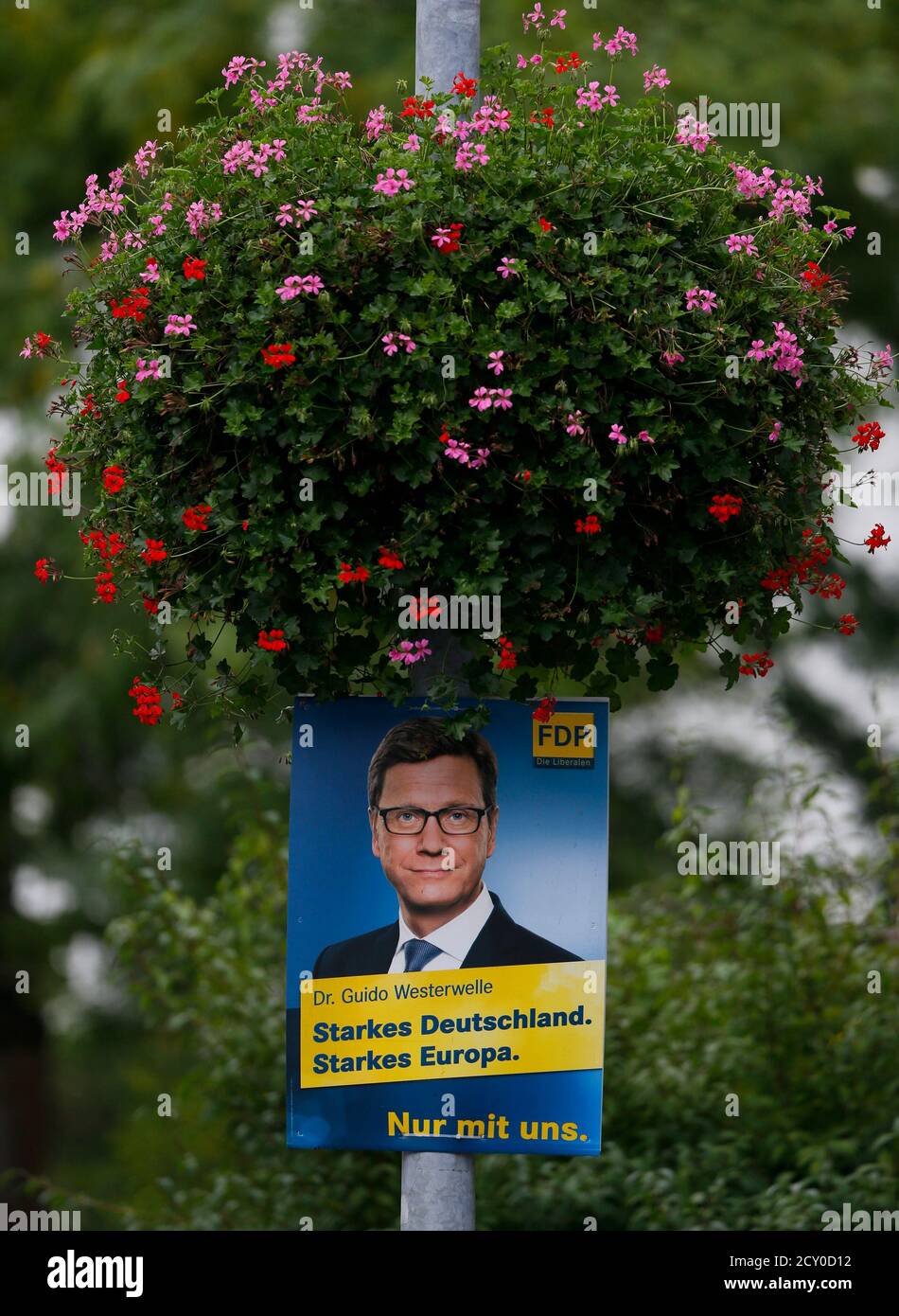 The election campaign poster of German Foreign minister Guido Westerwelle from the liberal Free Democratic party FDP is placed under a huge flower pot in the western German town of Bad Honnef near Bonn September 19, 2013. Germany will hold general elections on September 22 in which German Chancellor Angela Merkel is running for a third term with her preferred coalition partner FDP.               REUTERS/Wolfgang Rattay   (GERMANY - Tags: POLITICS ELECTIONS) Stock Photo