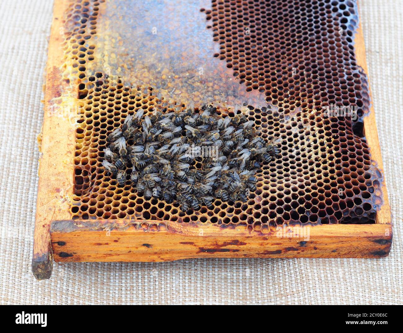 The extinction of honey bees. Beekeepers have been noticing their