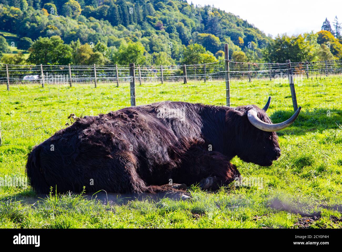 Scottish highland black cow lying in green meadow Stock Photo - Alamy