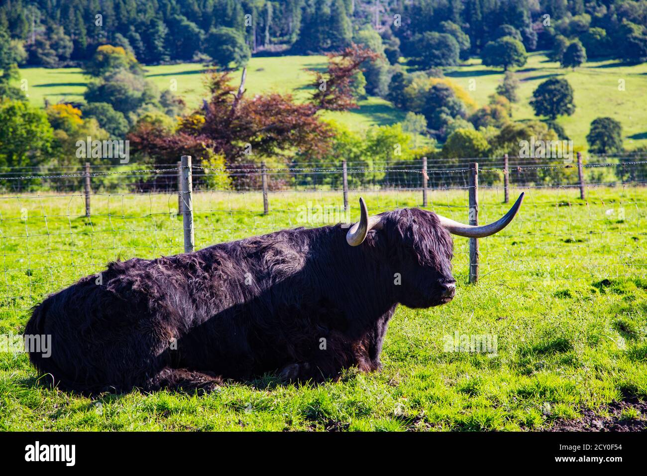 Scottish highland black cow in meadow with trees Stock Photo - Alamy