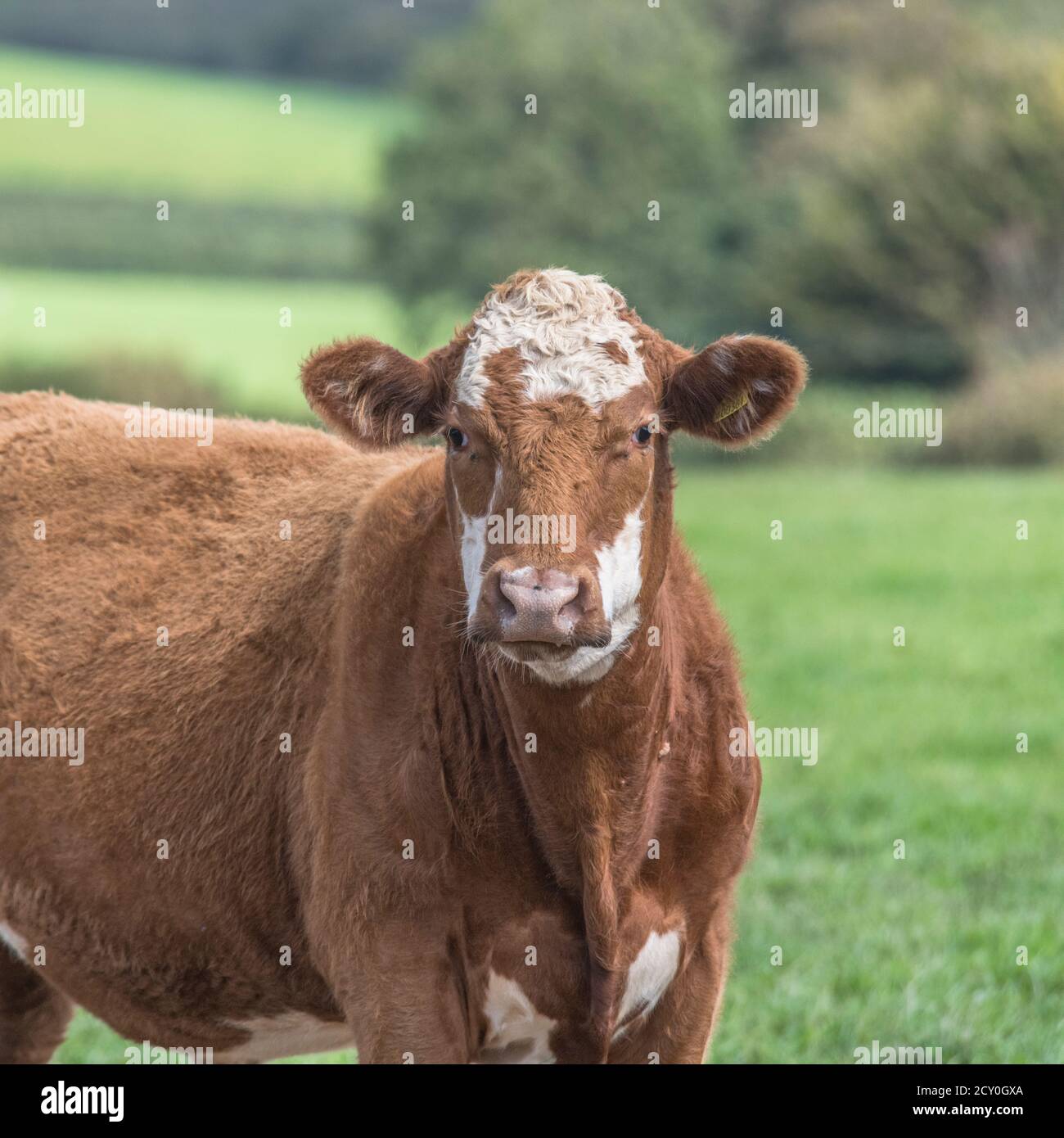 Young bull looking at camera. For UK livestock farming, British beef, UK cattle, farming industry, animal portrait, single cow, cow portrait. Stock Photo
