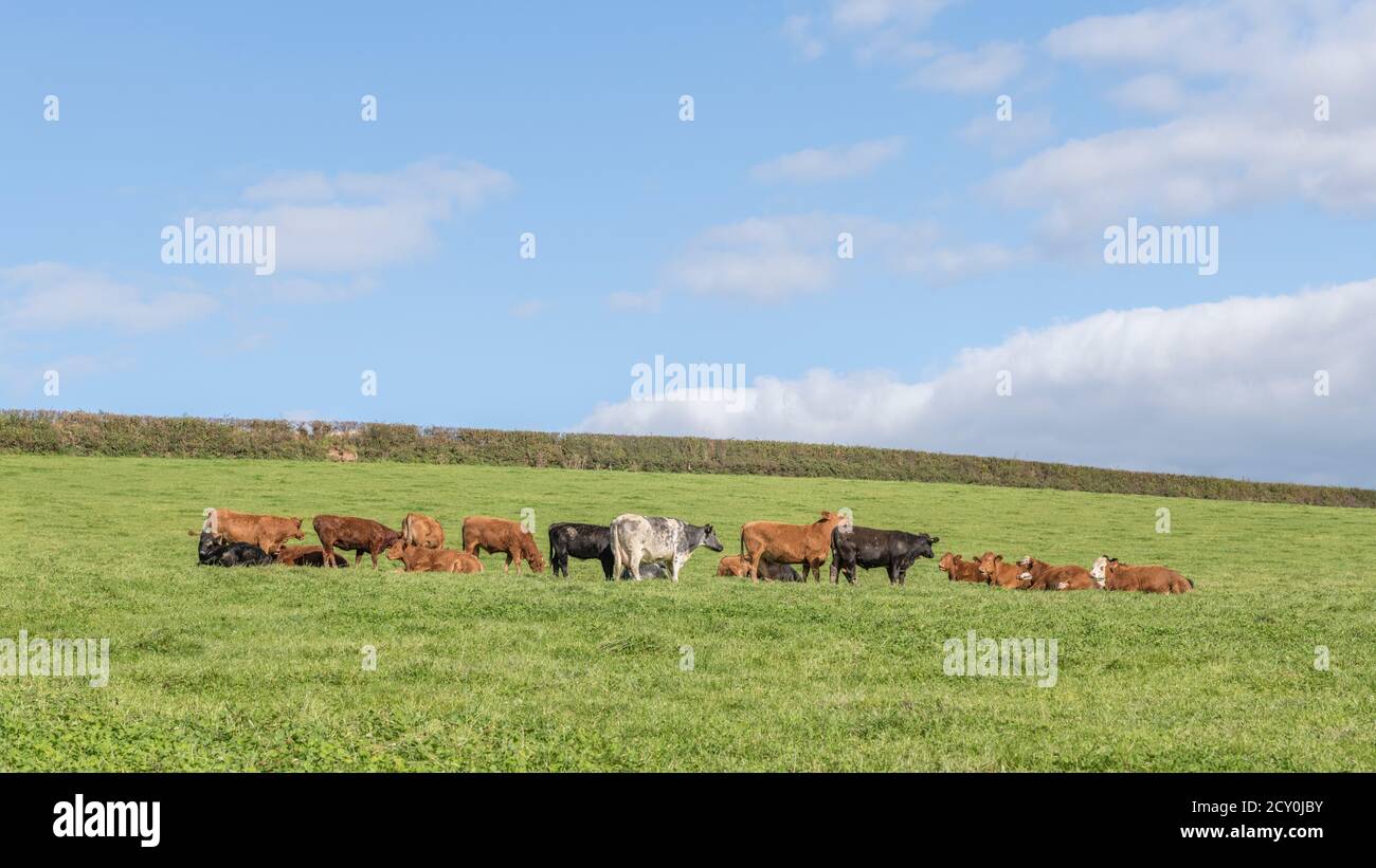 Small herd of young bullocks of mixed colours, with matriarch being the white cow. For UK livestock industry, British beef, UK farming, animal welfare Stock Photo