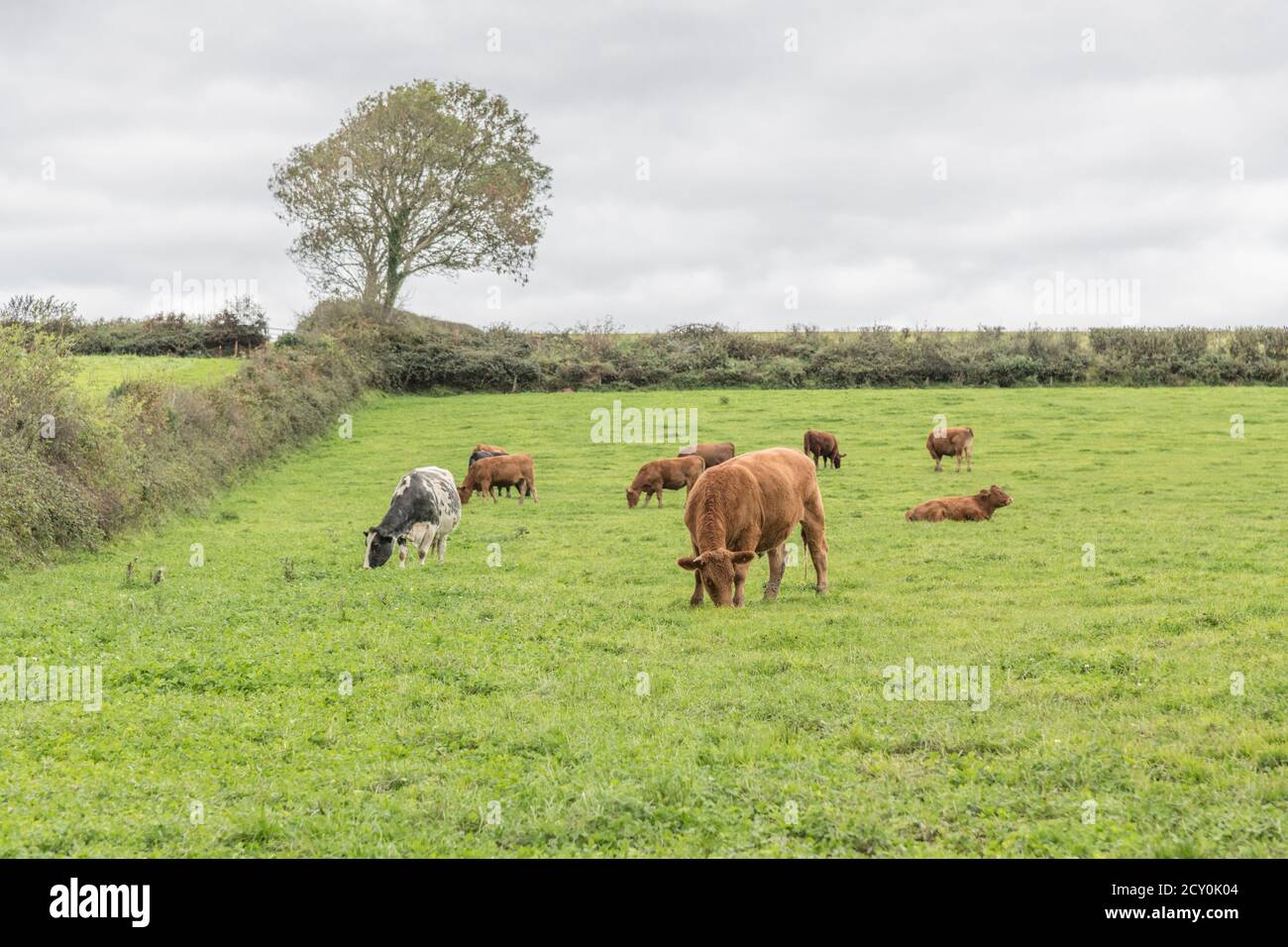 Small herd of young bullocks of mixed colours, with matriarch being the white cow. For UK livestock industry, British beef, UK farming, animal welfare Stock Photo