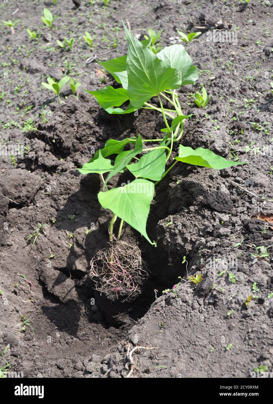 How to Plant and Grow Sweet Potatoes, Yams. Growing Sweet Potatoes