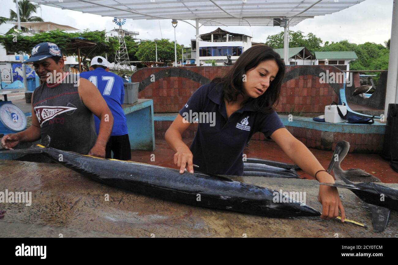 Marine biologist Isabel Haro measures the size of a guajo (Acanthocybium Solandri) fish, also known as wahoo, as she carries out research on its population control in Santa Cruz May 17, 2012. REUTERS/Guillermo Granja (ECUADOR - Tags: ENVIRONMENT) Stock Photo