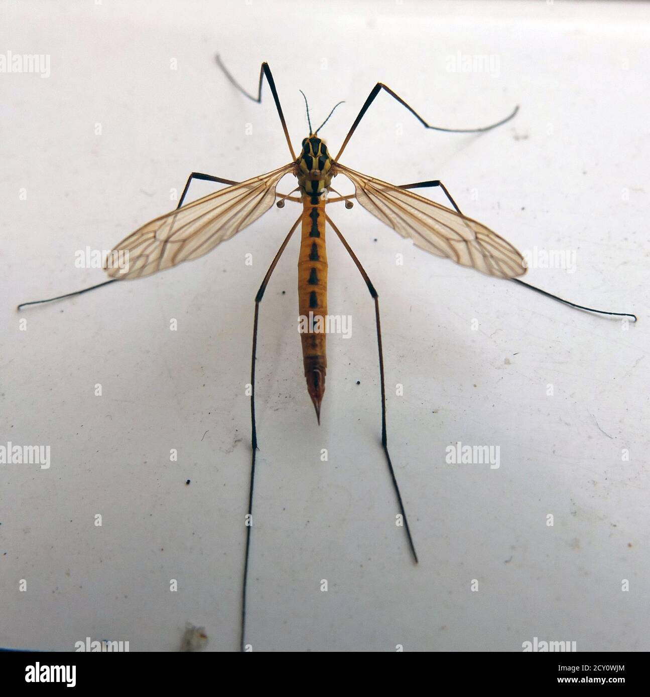 Crane fly / Daddy long legs top view. Harmless to humans but an agricultural pest in Europe. Also known as Galli Nipper, Golly Whopper, Mosquito Hawk. Stock Photo