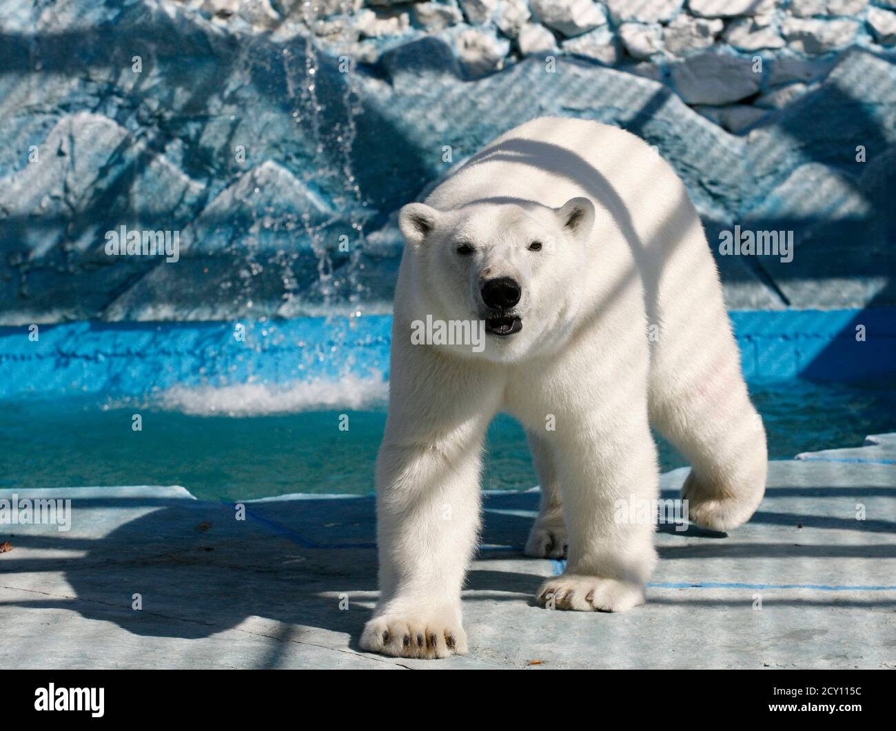 Aurora, a three-year-old female polar bear, walks in its new open air cage  at the Royev Ruchey zoo on the suburbs of Russia's Siberian city of  Krasnoyarsk, August 30, 2013. Aurora and
