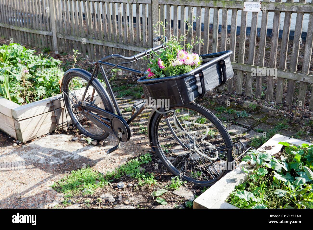 Close-up of a vintage delivery  bicycle, being used as a flower  planter, on  Walmer Strand, Walmer, Kent Stock Photo