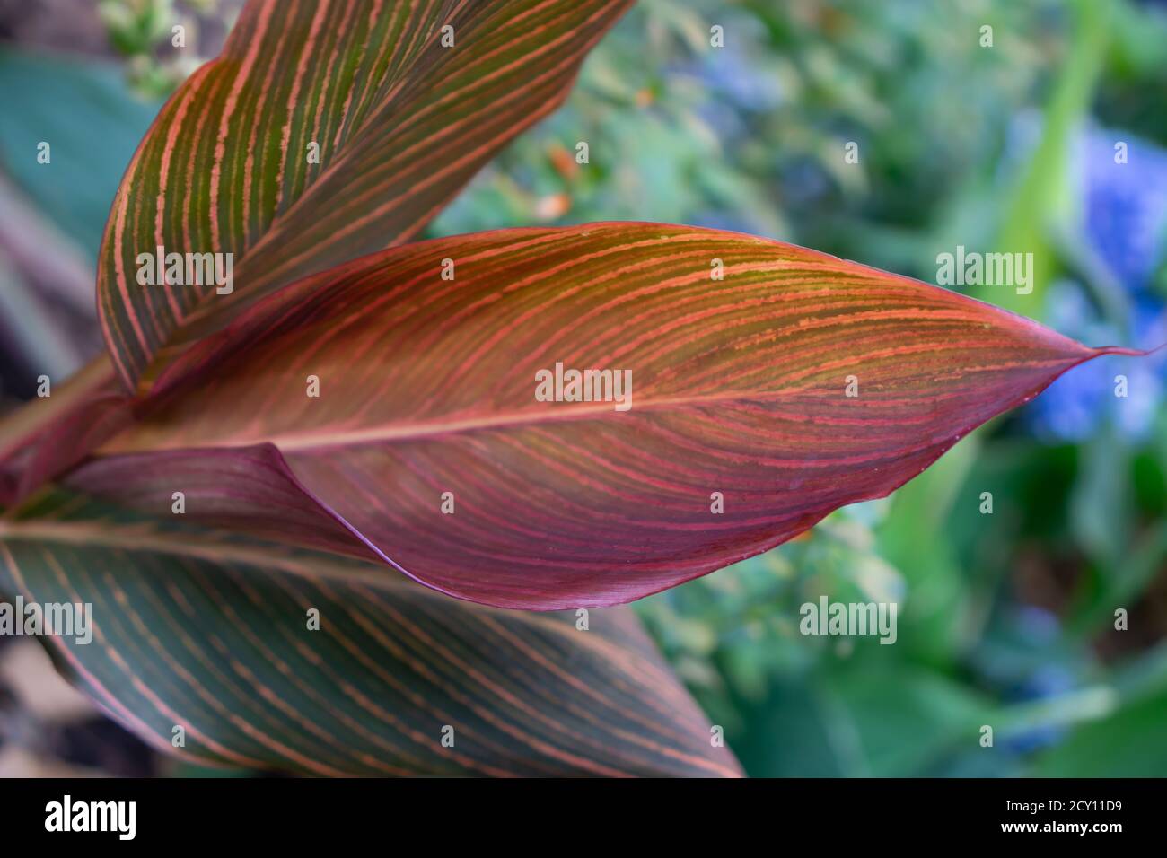 close up of red cordyline fruticosa leaf on a green blurry background. No main focus Stock Photo