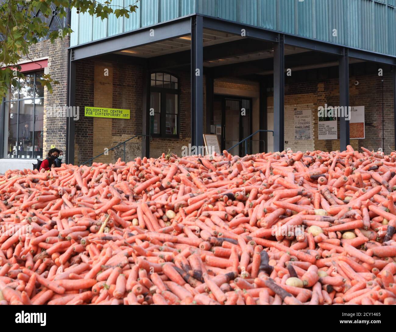 The art installation 'Grounding' by Rafael Perez Evans, which is made up of 29 tonnes of unwanted carrots left outside Goldsmiths College, London. Stock Photo