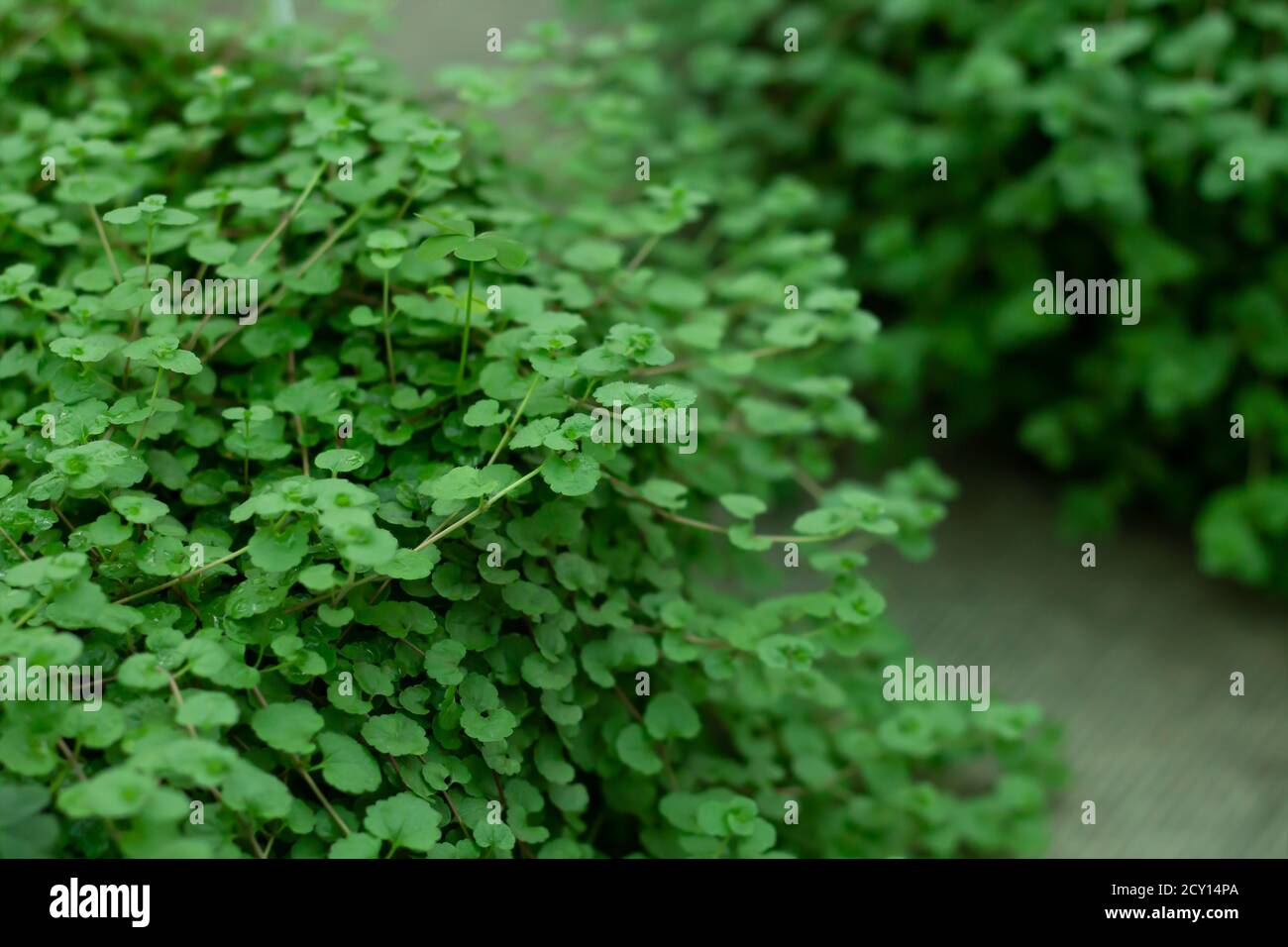 Natural green backdrop of green leaves Stock Photo