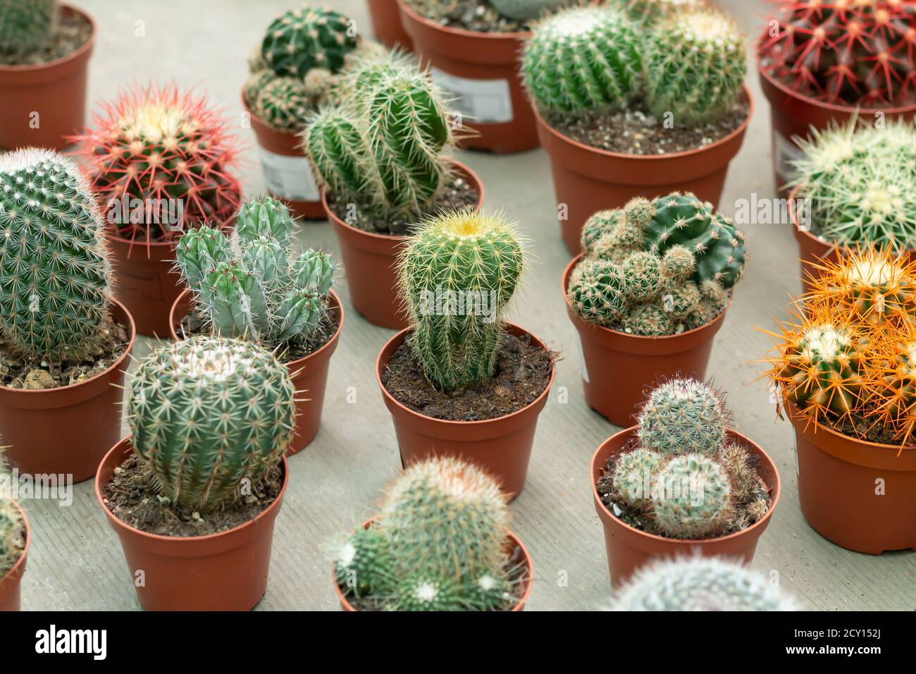 A lot of different potted cactus plants in greenhouse Stock Photo