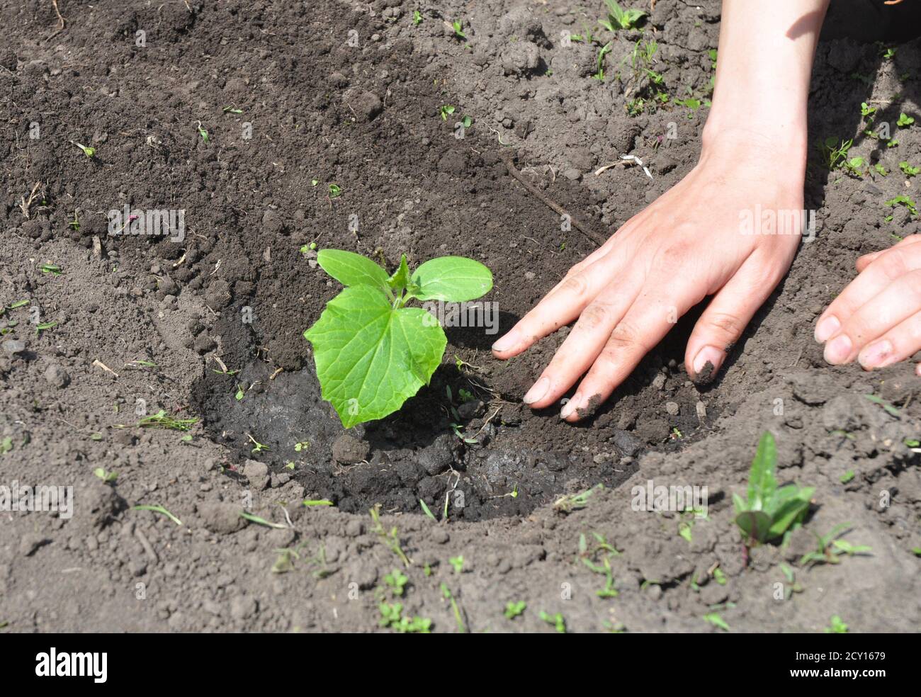 Этапы роста рассады огурцов. Лучшая рассада огурцов для открытого грунта. Ростки семян огурца. Лучшая рассада огурцов для открытого грунта. Заглубление рассады огурцов.