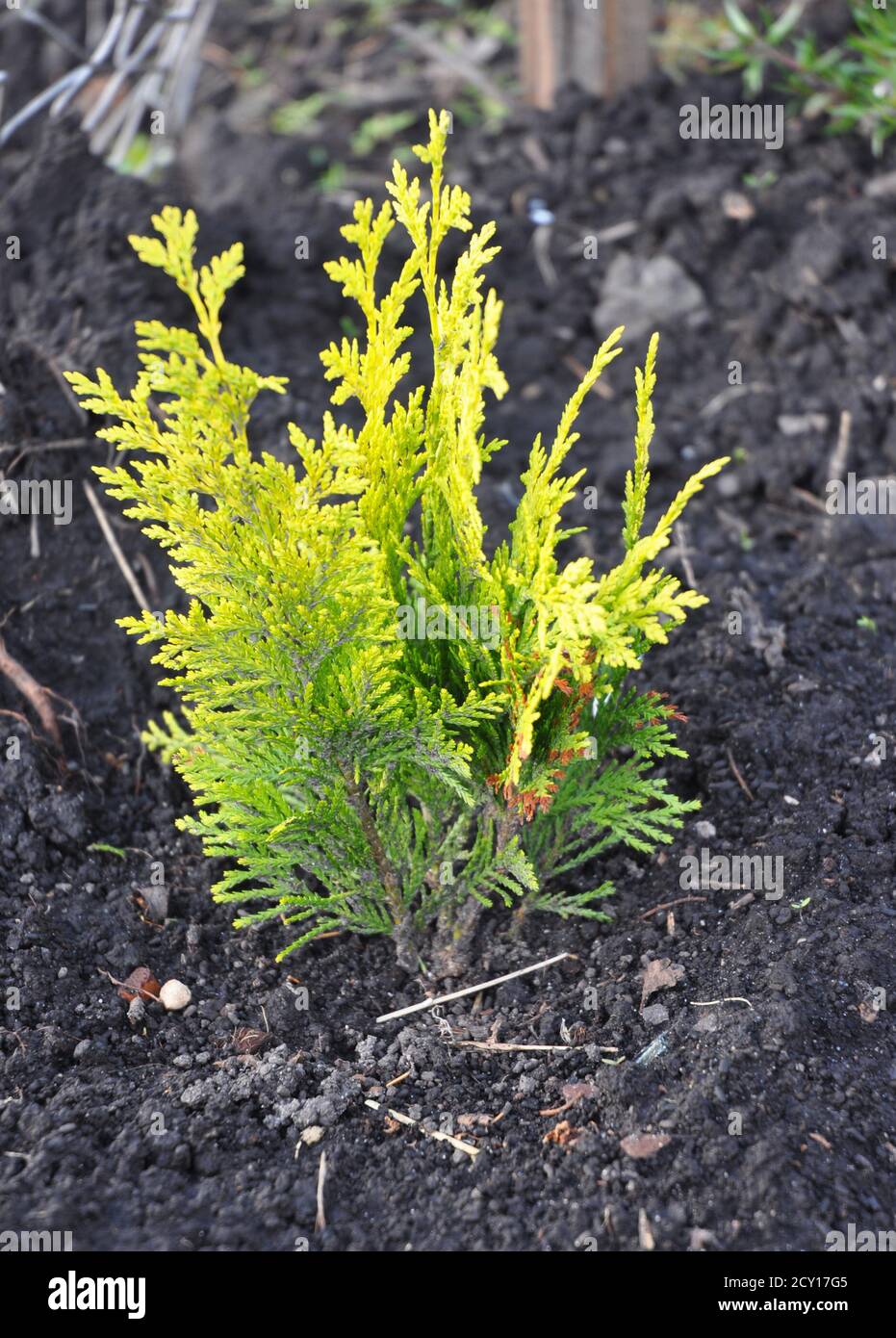 Thuja occidentalis with yellow leaves.Yellow cedar. Stock Photo