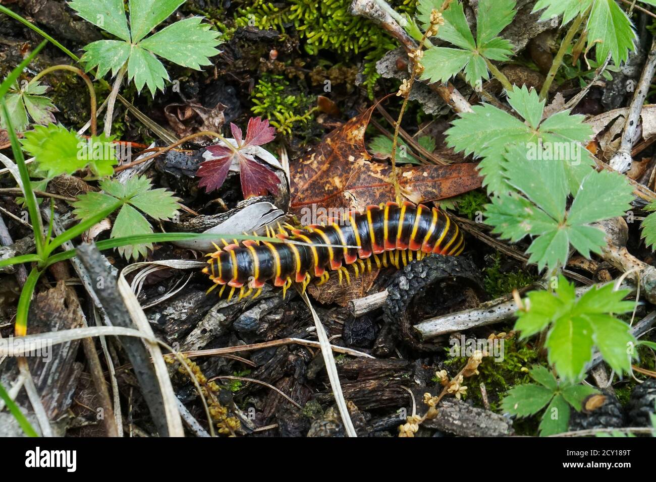 Black/Yellow/Red millipede crawling on the forest floor Stock Photo