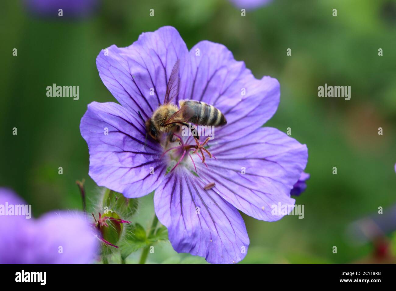 Bee in purple flower hi-res stock photography and images - Alamy