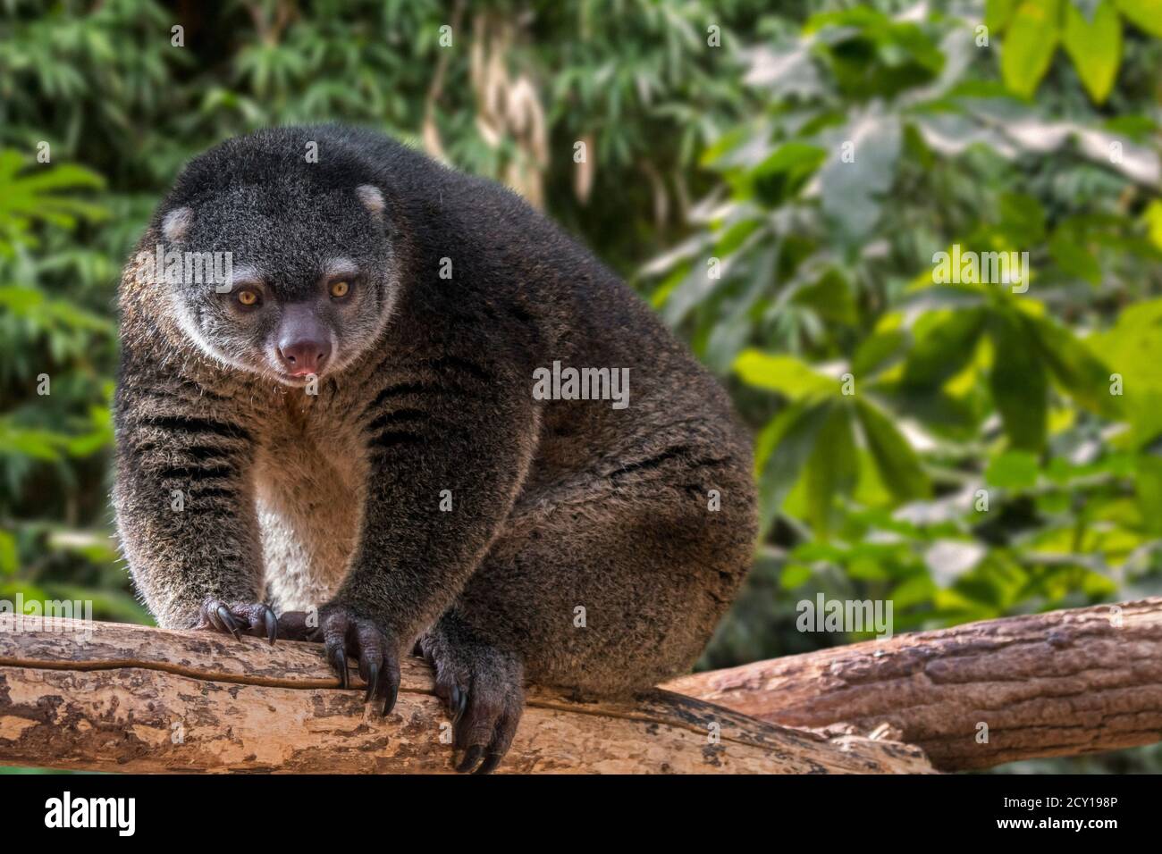 Sulawesi bear cuscus / Sulawesi bear phalanger (Ailurops ursinus / Phalanger ursinus ), arboreal marsupial endemic to Sulawesi, Indonesia Stock Photo