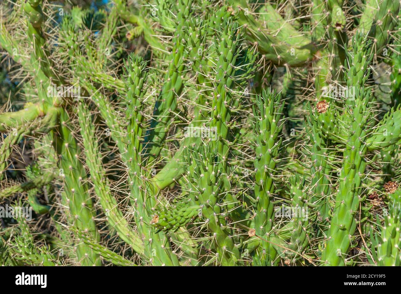 Closeup shot of austrocylindropuntia subulata on blurred background Stock Photo