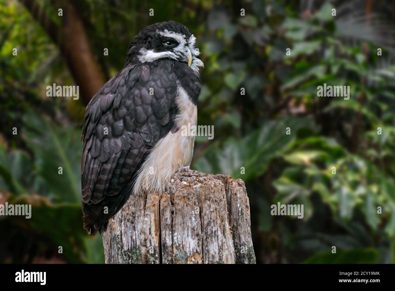 Spectacled owl (Pulsatrix perspicillata) perched on tree stump in tropical rain forest, native to the neotropics Stock Photo