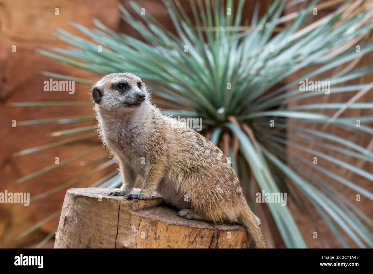 Captive meerkat / suricate (Suricata suricatta) in zoo / animal park / zoological garden Stock Photo