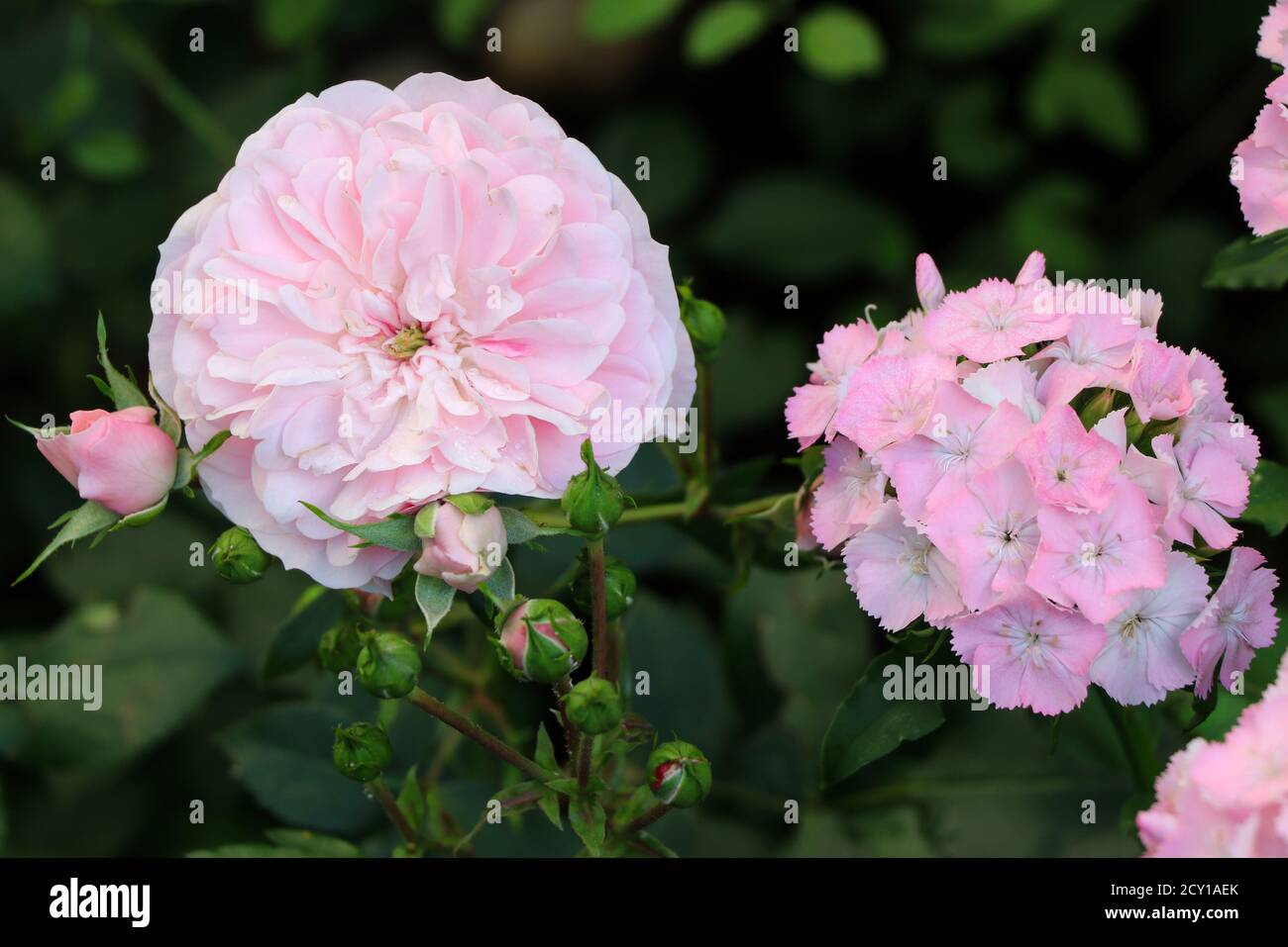 pink rose Bonica 82 and sweet william macro Stock Photo