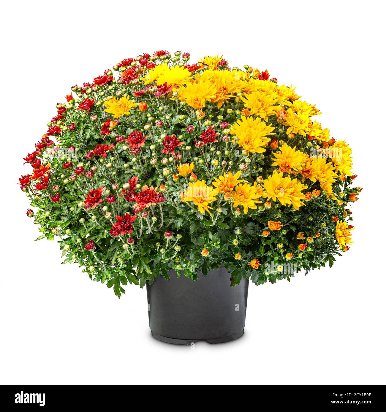 Chrysanthemums in black and white Cut Out Stock Images & Pictures Alamy