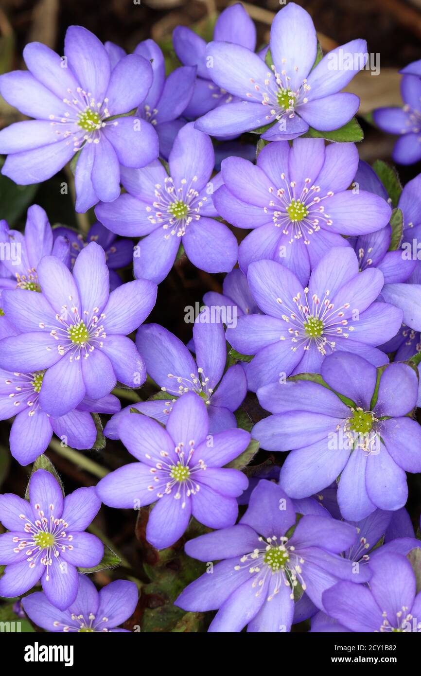 liverwort blossom in purple macro Stock Photo