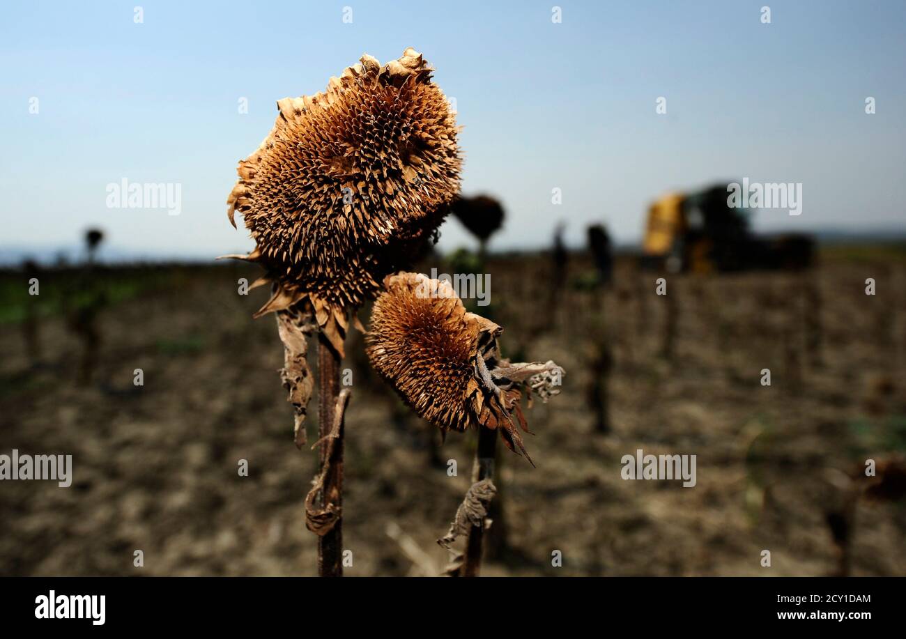 Sunflowers Are Seen On A Dried Field Near The Village Of Ergelija Village 100 Km 62 After that, multiply that answer by 5. alamy