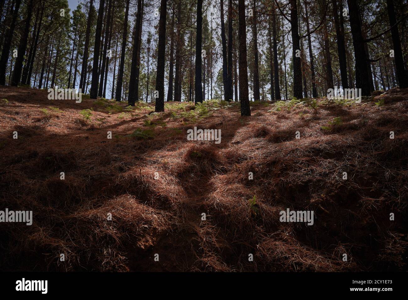 Pine trees in a forest Stock Photo - Alamy