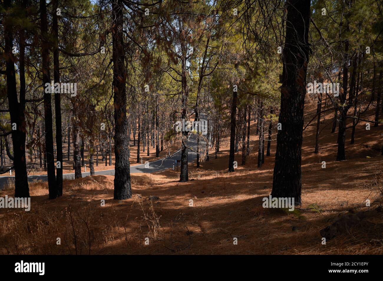 Pine trees in a forest Stock Photo - Alamy