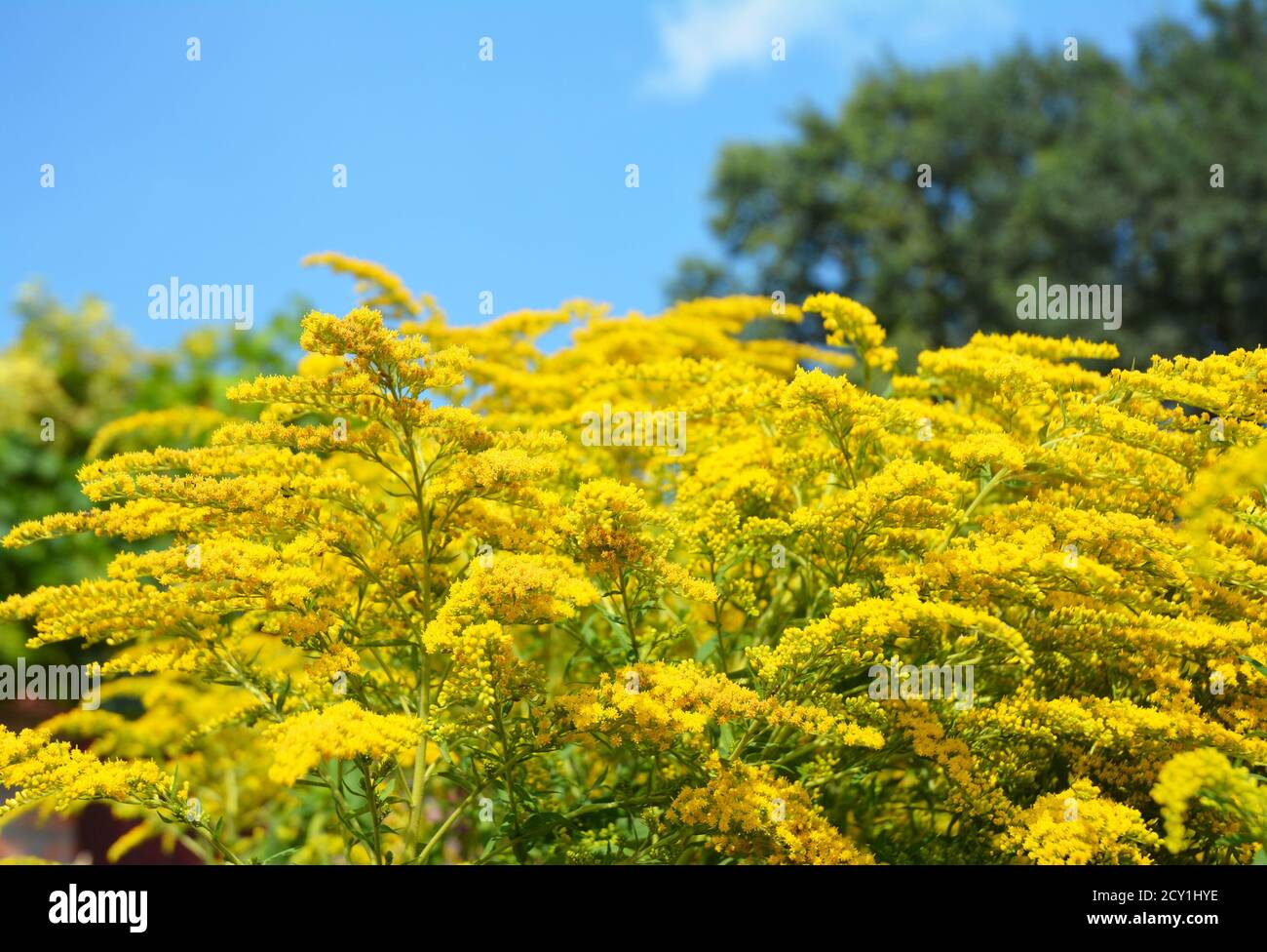 Solidago canadensis Goldenrod flowers with soft focus. Solidago canadensis flowerbed known as Canada goldenrod  or Canadian goldenrod. Stock Photo