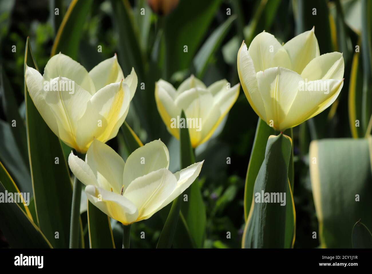 creamy white fosteriana tulips Purissima Stock Photo