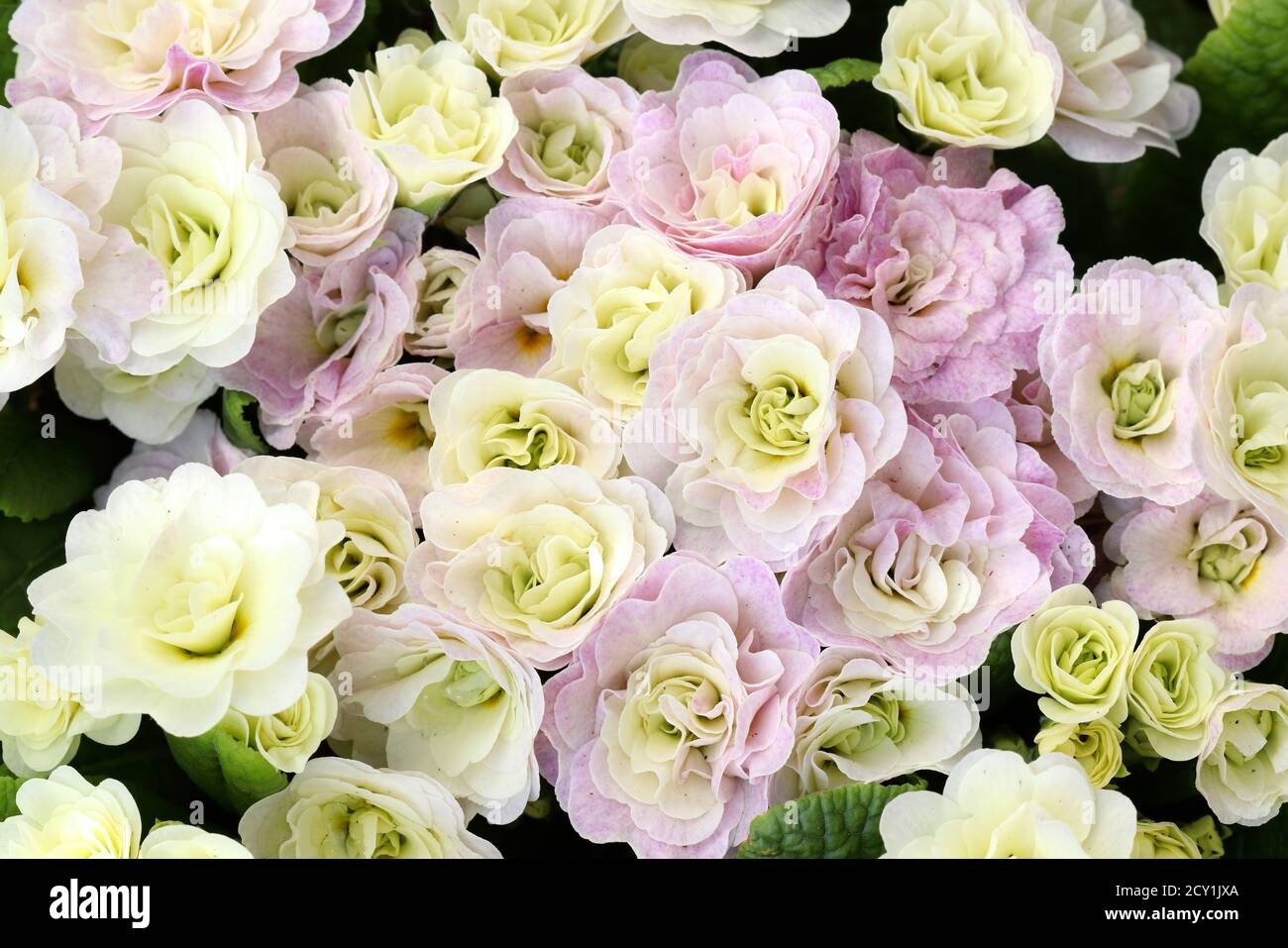primrose primula belarina in creamy white macro Stock Photo