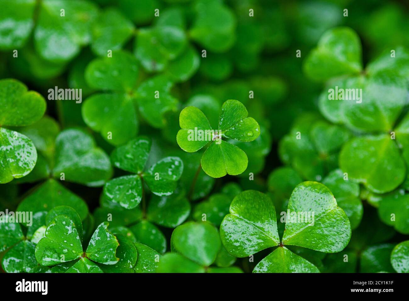 green clover leaves wet with rain Stock Photo