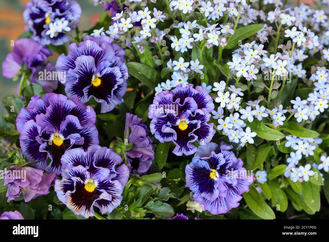 Purple Viola Flowers And Blue Forget Me Not Flowers Macro Stock Photo Alamy
