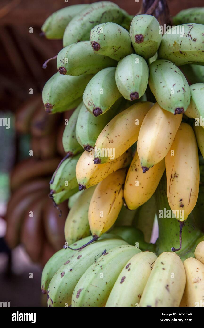 A cluster of ripening bananas or plantains for sale on a fruit stand in