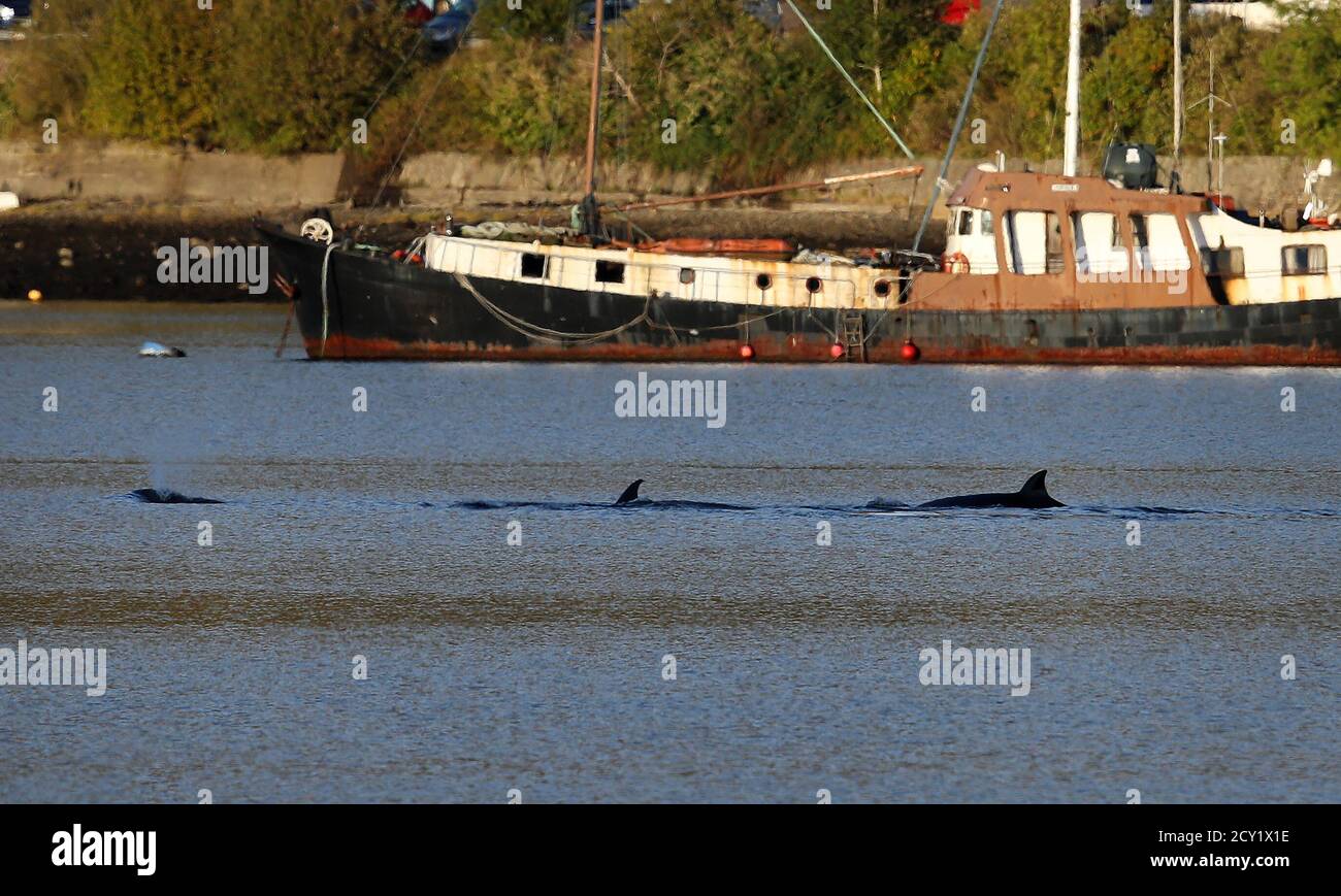 Three northern bottlenose whales in the Gare Loch. Rescuers from British Divers Marine Life Rescue Medics (BDMLR) are using boats in an attempt to herd a pod of northern bottlenose whales out of Loch Long amid concern over the potential impact from Exercise Joint Warrior, a major international military exercise planned for the area, as whales are particularly sensitive to underwater sounds. Stock Photo