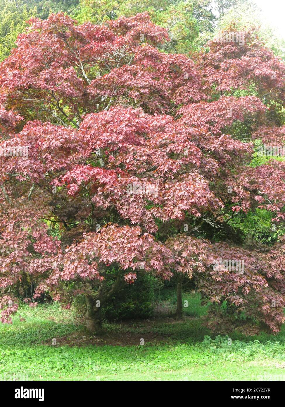 Autumn hues: the striking red foliage of an acer (maple) tree in early ...
